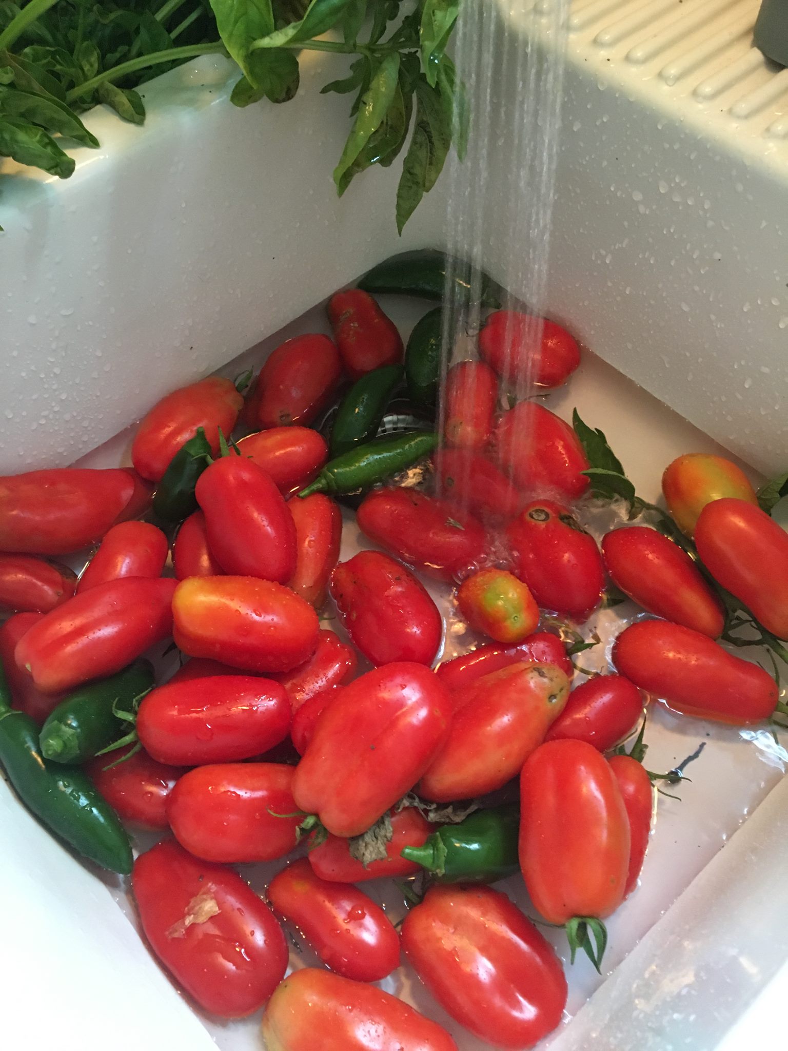 Washing freshly harvested paste tomatoes and jalapenos from the FODMAP Everyday garden.