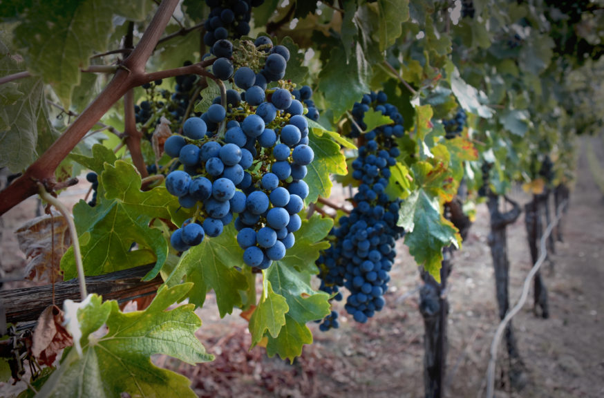 Rayzyn grapes growing- photo courtesy of the Wine Rayzyn Company