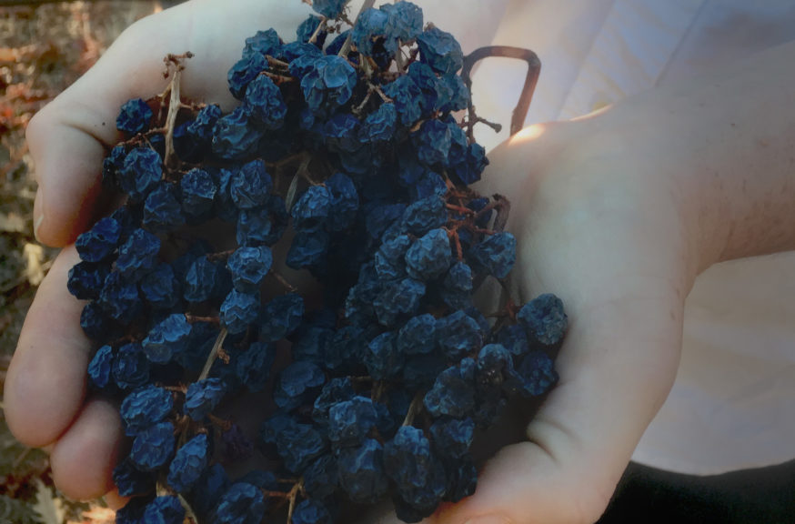 Rayzyns on the vine -photo courtesy of the Wine Rayzyn Company