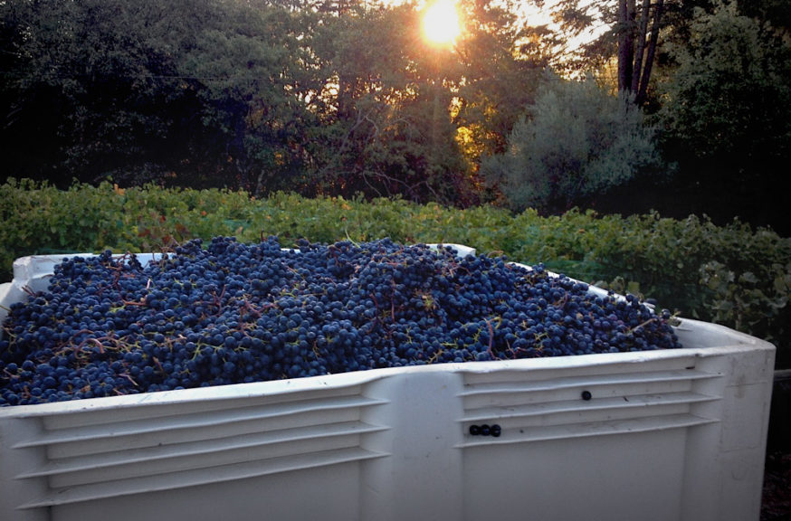 Sunset with crate of Rayzyn grapes- photo courtesy of The Wine Rayzyn Company.