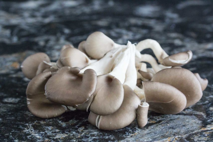 low FODMAP mushrooms whole on a dark background