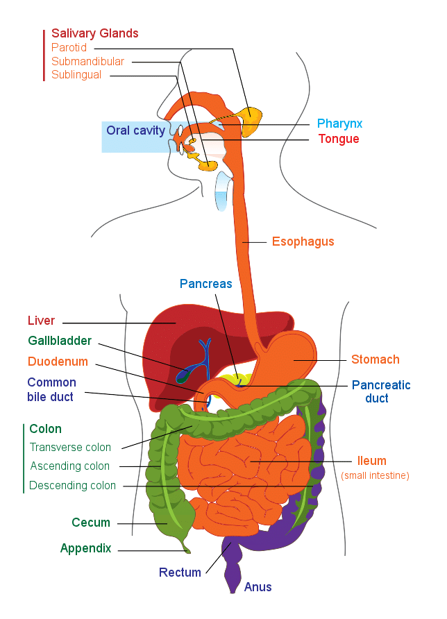 A multi color illustration of the digestive system. 