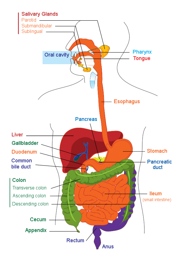 VITAL ORGANS: DIGESTIVE SERIES - Stomach - FODMAP Everyday