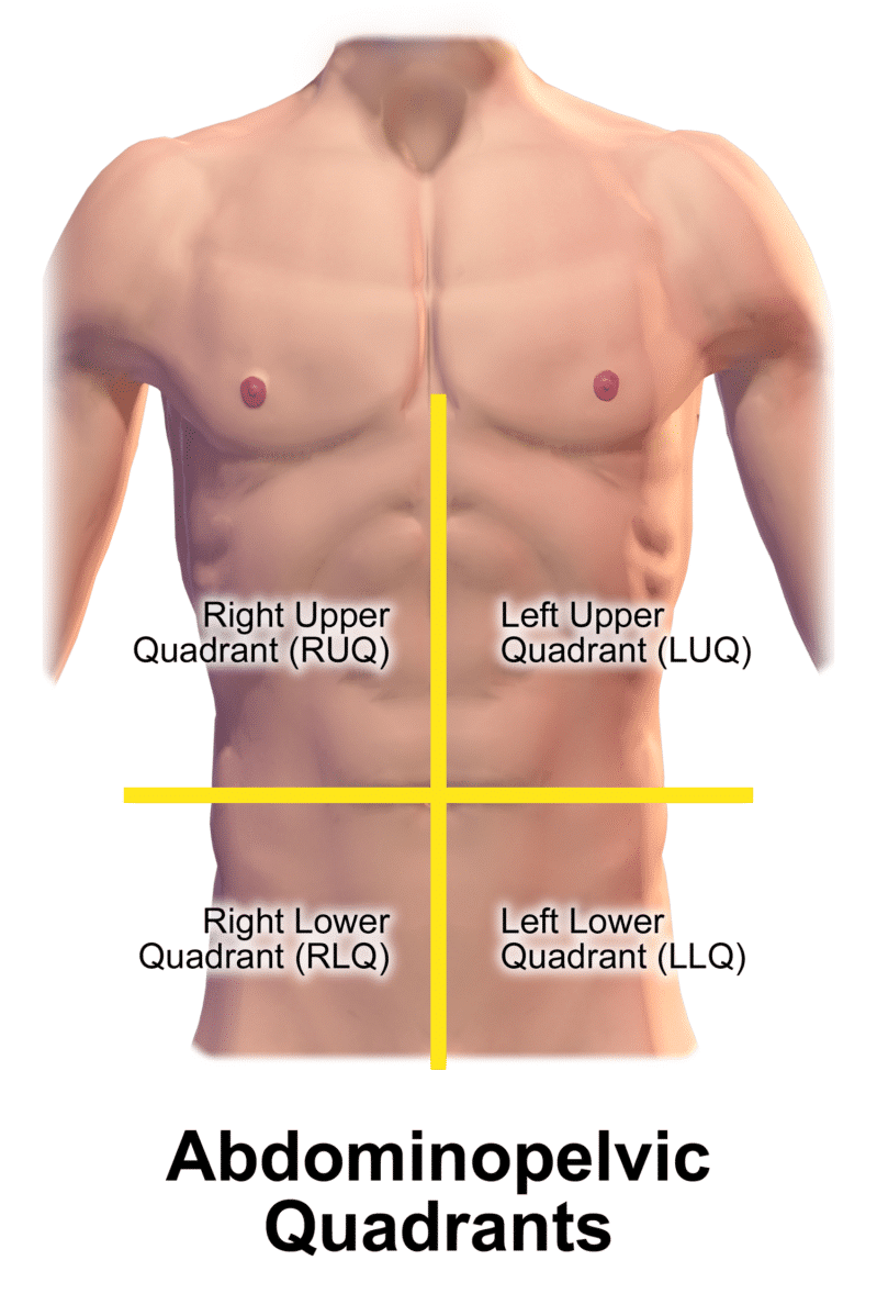 An illustration of the 4 quadrants of the abdomen. 