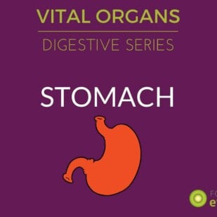 VITAL ORGANS: Digestive Series- The STOMACH