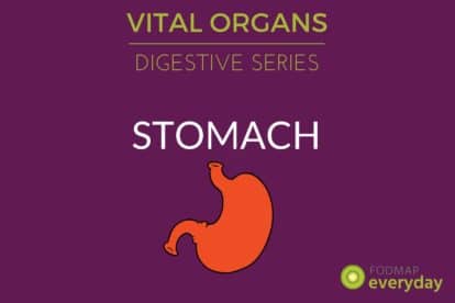 VITAL ORGANS: Digestive Series- The STOMACH