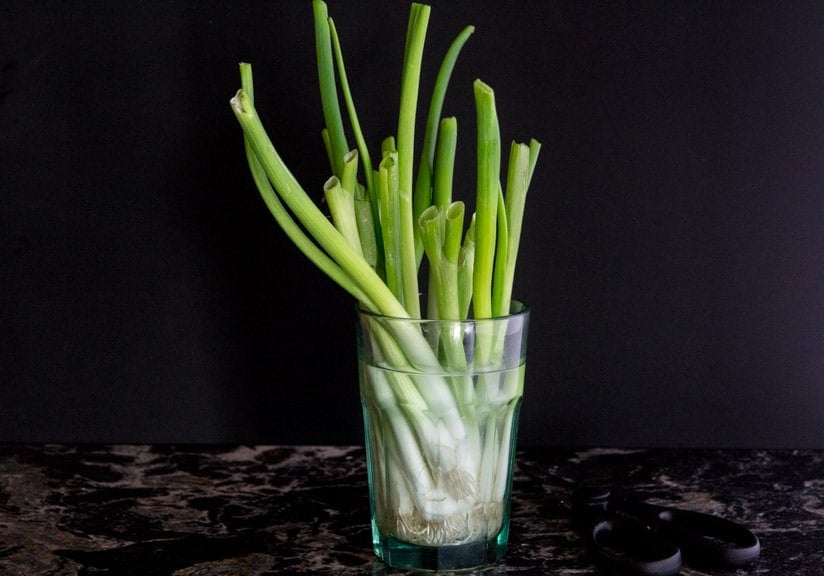 Scallions in water in a glass regrowing