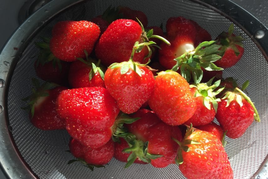 Freshly rinsed just picked strawberries. 