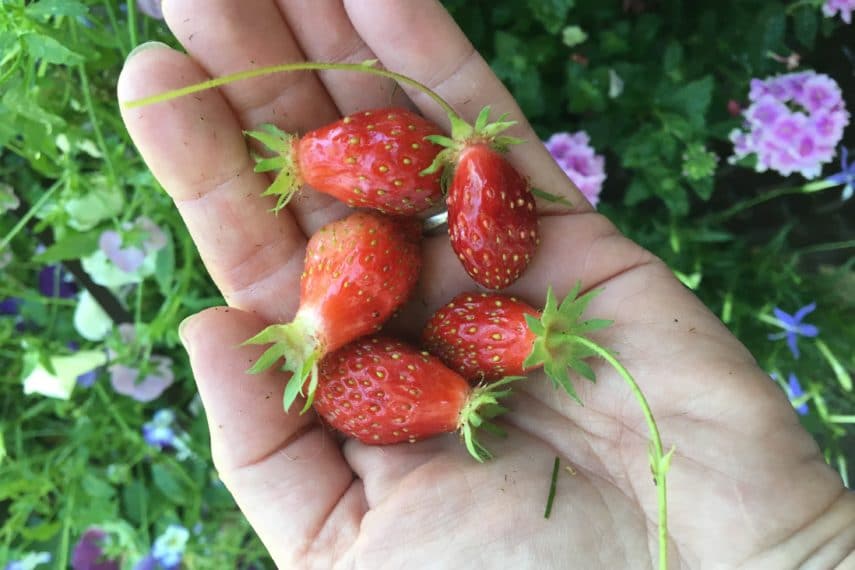 Freshly picked sweet tiny Alpine Strawberries - from FODMAP Everyday Farm