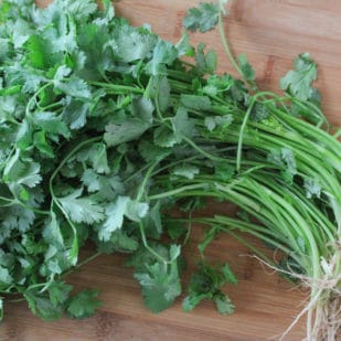 cilantro with roots