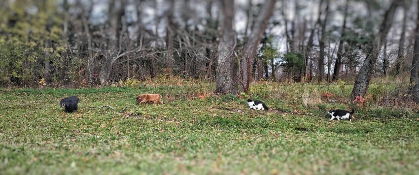 My four-legged companions on one of our daily walks. 