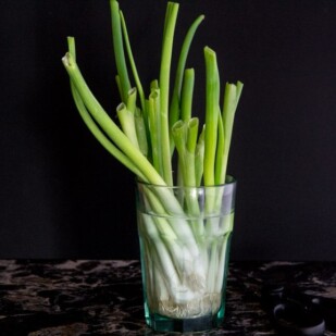 Scallions regrowing in a glass of water.