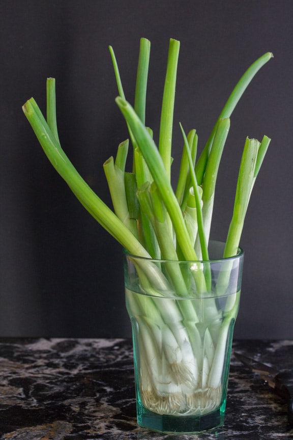 scallions growing vertically in a glass against a dark background