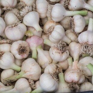 Garlic main overhead