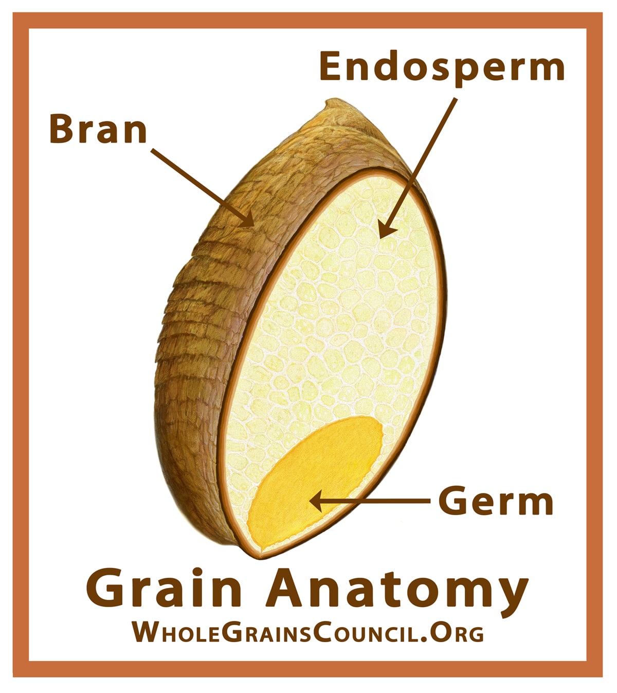 whole grain counsel illustration