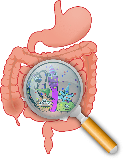The digestive tract plays a role in the microbiome