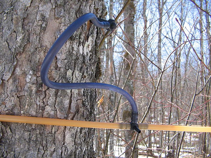 Maple tree tapped for sap with connecting hoses