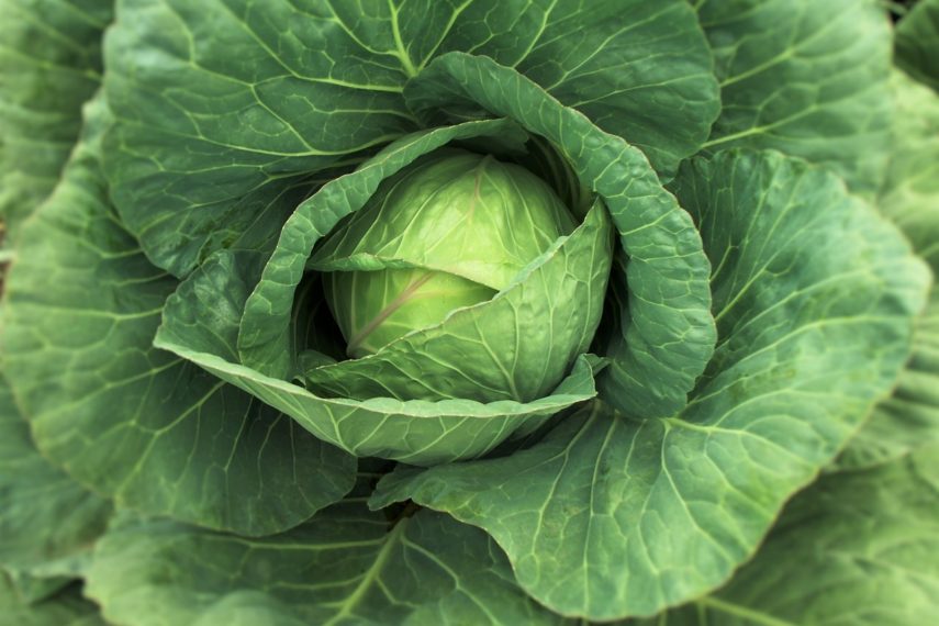 Green Cabbage- How Fermentation Affects the FODMAP Content in Soy Foods and Cabbage- FODMAPS and FOOD PROCESSING SERIES- www.fodmapeveryday.com