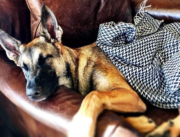 German Shepherd dog lounging on the couch tucked in by a black and white blanket