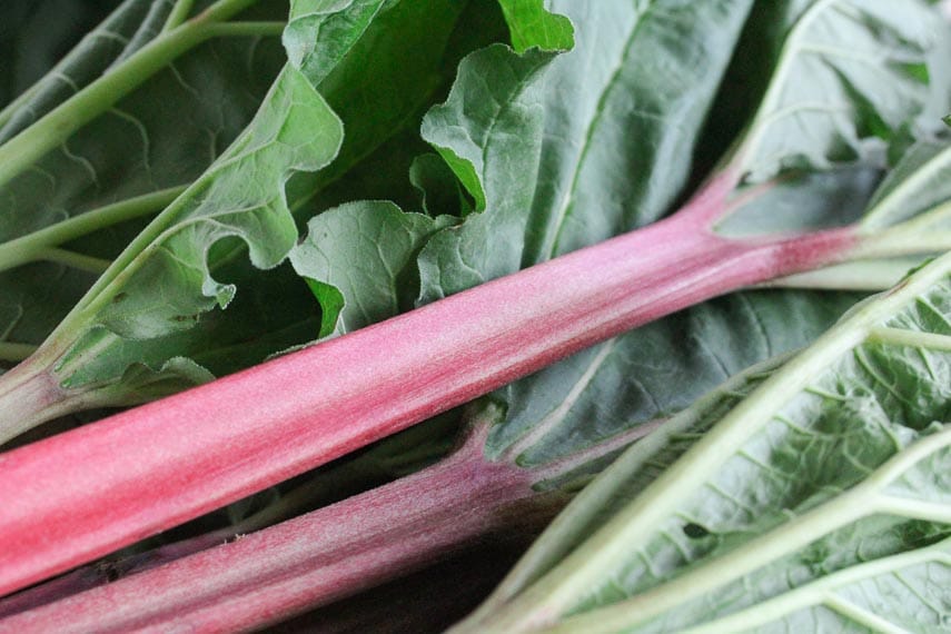 closeup of fresh rhubarb leaves attached to stalks