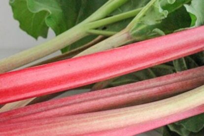 fresh rhubarb stalks with leaves attached.