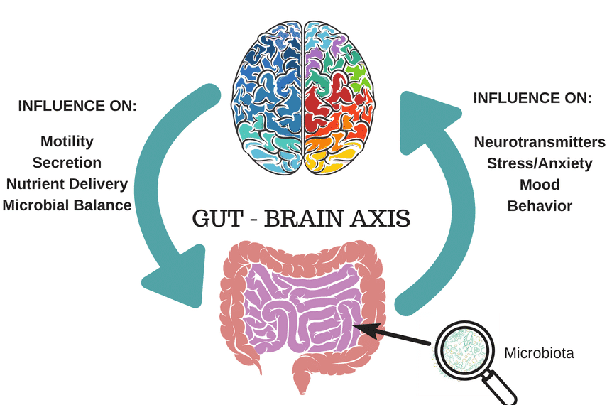 Graphic describing the gut-brain axis and its influence on functions such as motility and mood