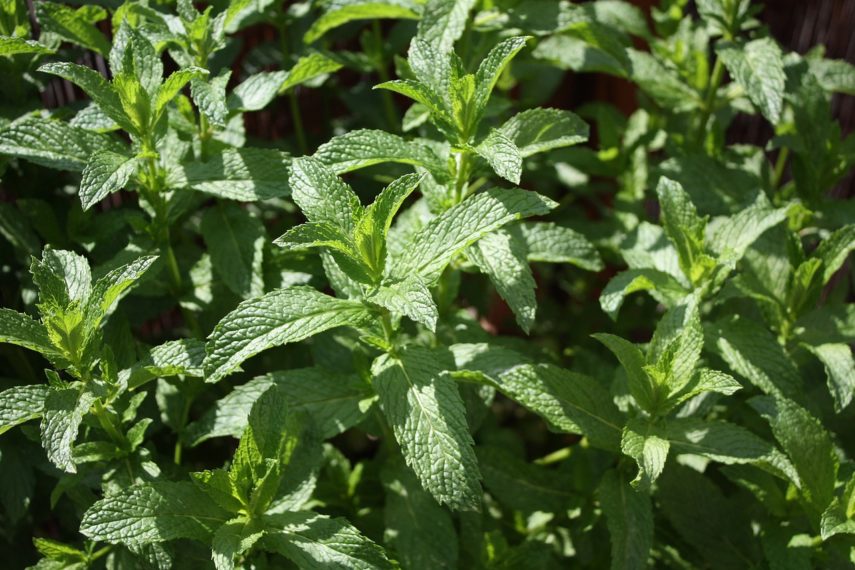 Oil from peppermint leaves can help relieve stomach and intestinal symptoms related to IBS. Learn more here. 