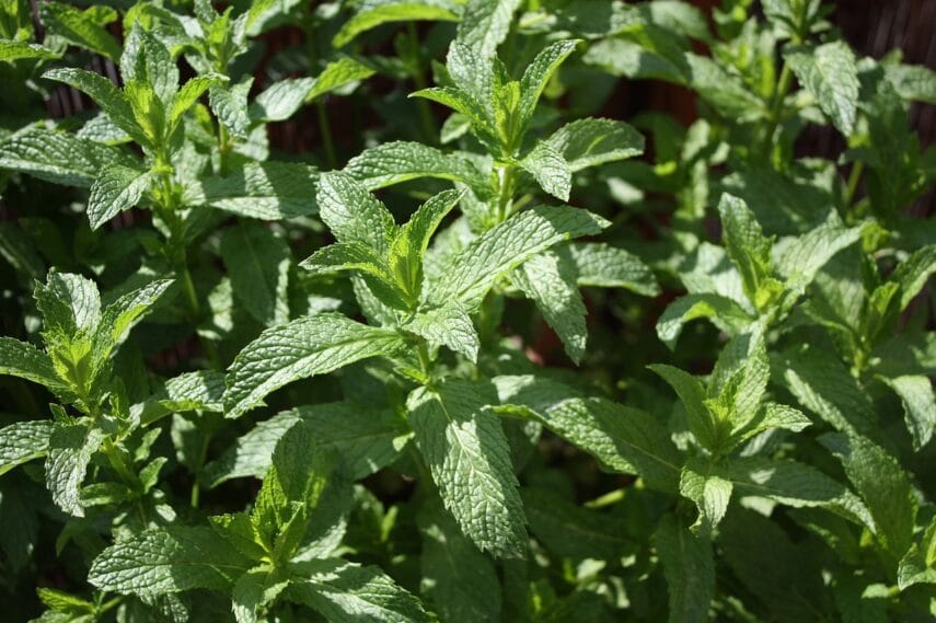 Oil from peppermint leaves can help relieve stomach and intestinal issues related to IBS. Learn more here.