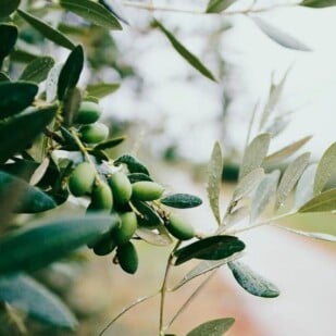 olives growing on tree. Not All Low FODMAP Garlic-Infused Oil is Created Equal