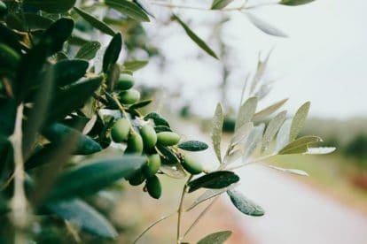 olives growing on tree. Not All Low FODMAP Garlic-Infused Oil is Created Equal