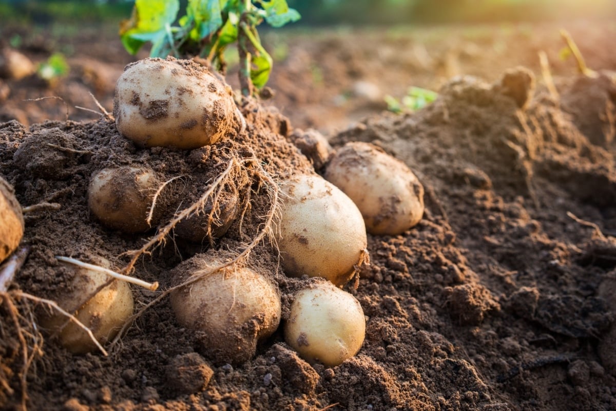 Potatoes being dug. 