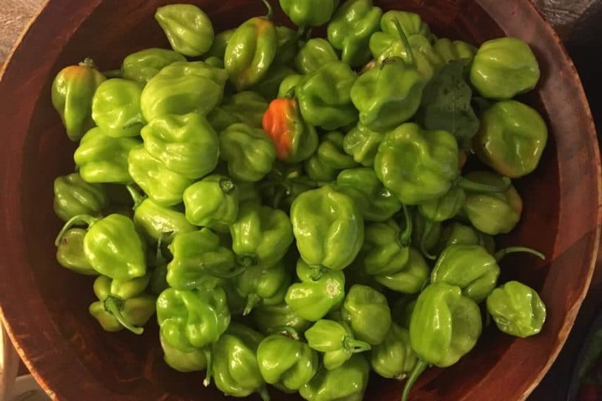 A large wooden bowl of green habaneros shot from above.