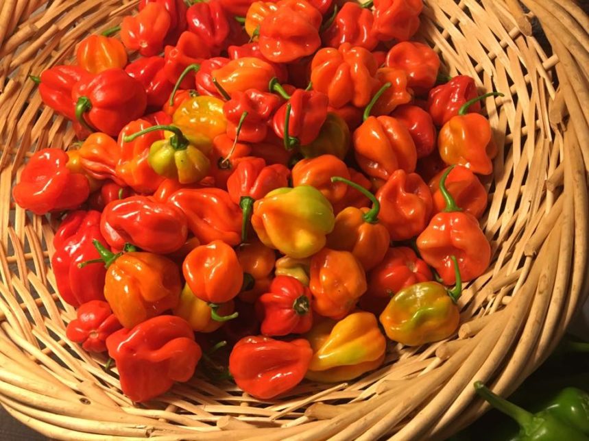 A basket of red (ripe) habenero chiles shot from overhead.