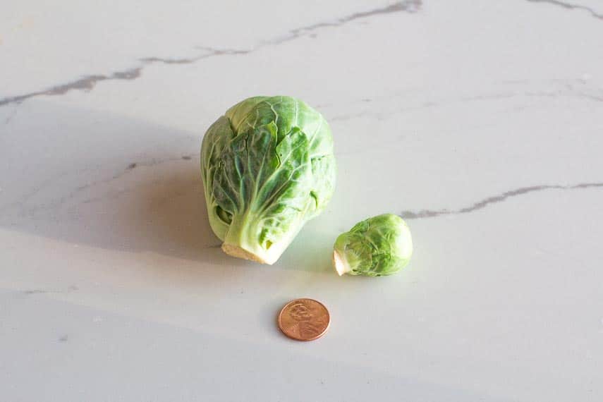 large and small Brussels sprouts on white quartz surface with penny for comparison