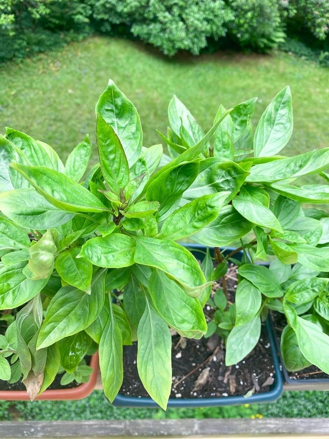 Thai basil growing in pot