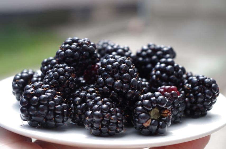blackberries in a shallow light colored bowl, close-up