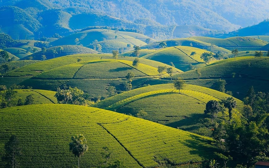 tea growing in the mountains