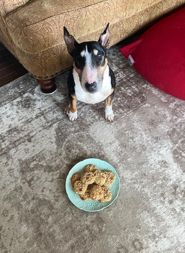 Rose the bull terrier sitting behind a plate of oatmeal cookies on an aqua plate