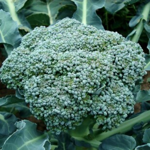 close up of broccoli head growing