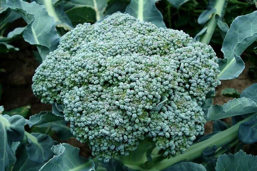 close up of broccoli head growing