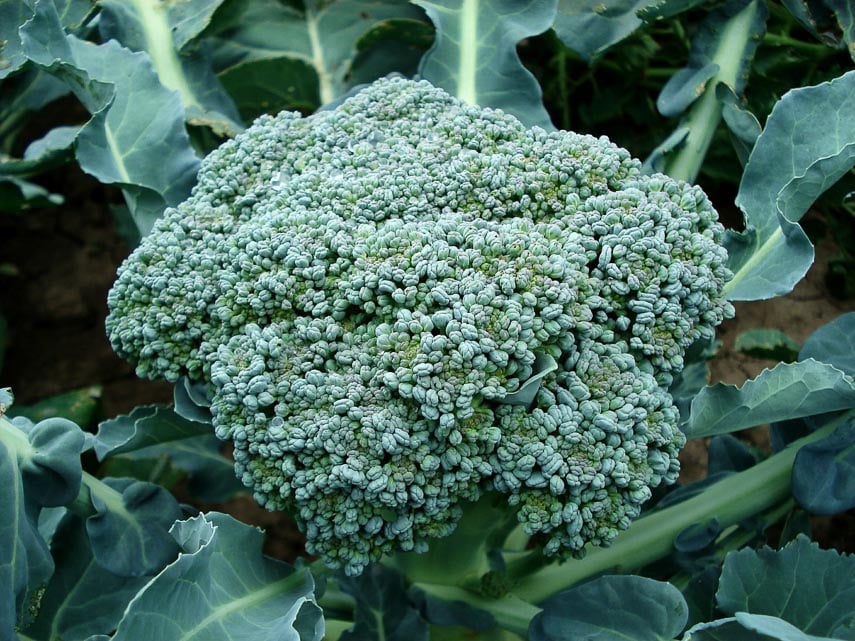 close up of broccoli head growing