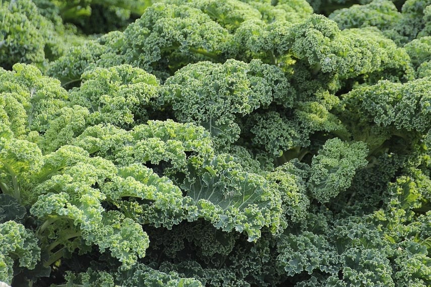 Curly kale filling the entire frame of the image