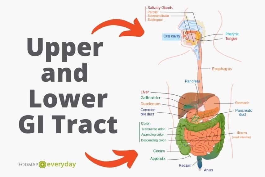 Diagram of upper and lower gastrointestinal tract