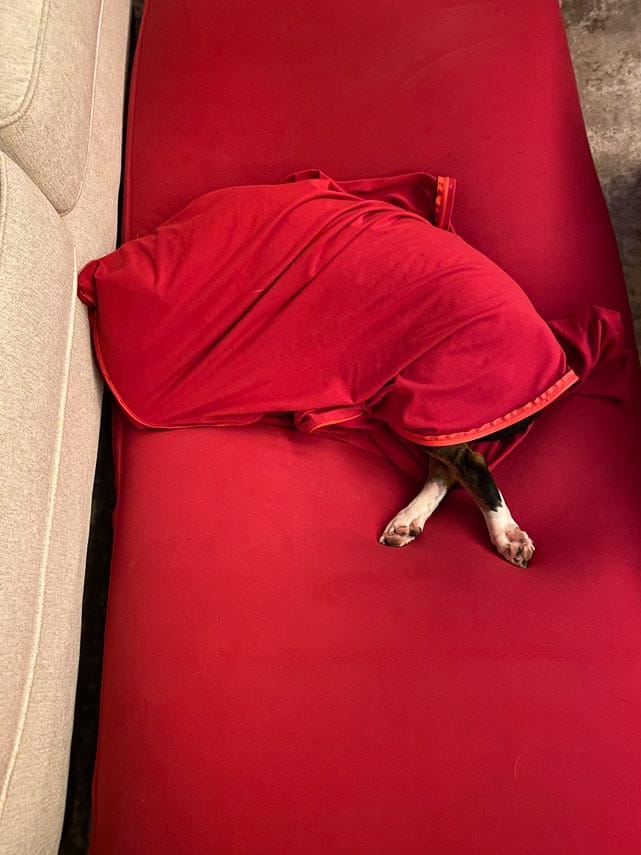 Rose-buried-in-a-red-blanket