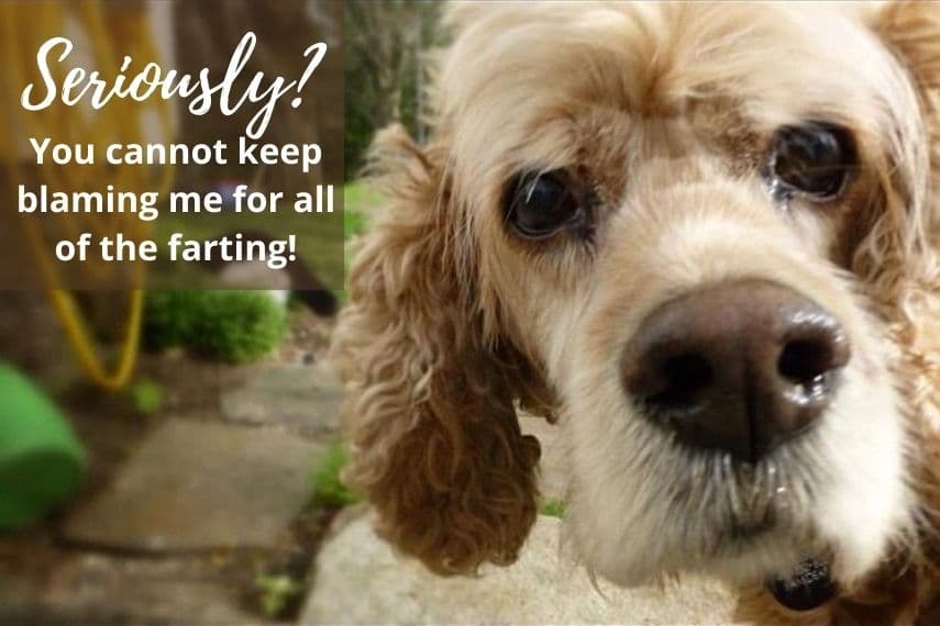 Seriously? You cannot keep blaming me for all of the farting! Close up of cocker spaniel looking into camera. 