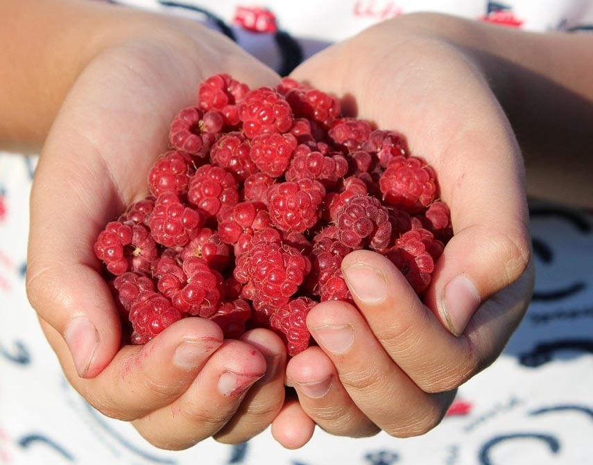 raspberries held in youth's hands