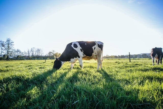 dairy cow in field