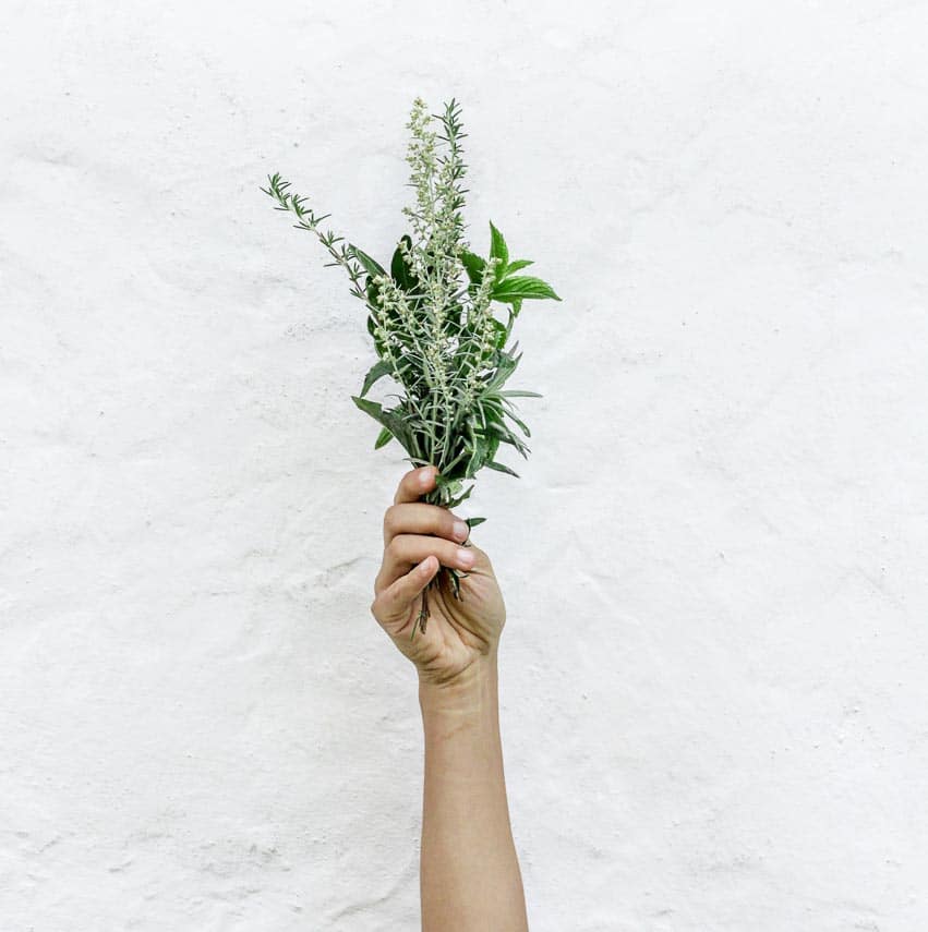 bunch of herbs held in hand against white wall