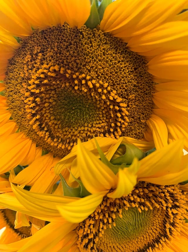 sunflower showing seeds