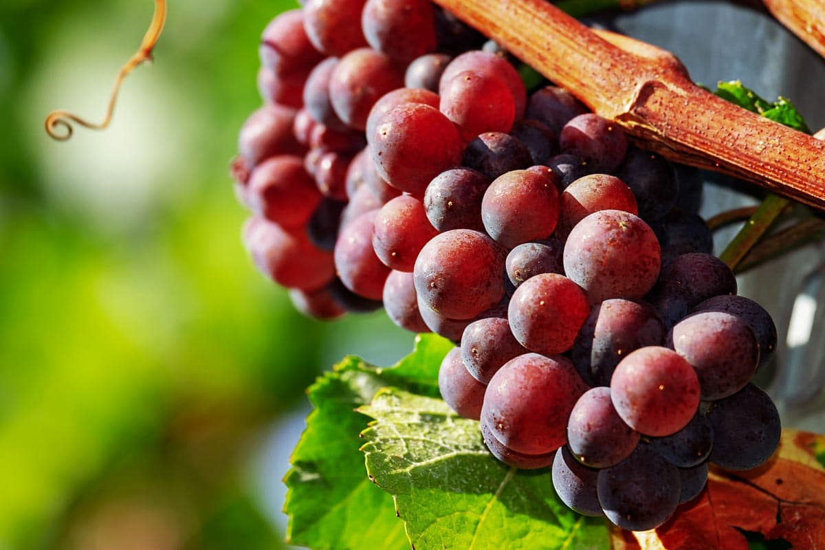 red grape cluster on vine